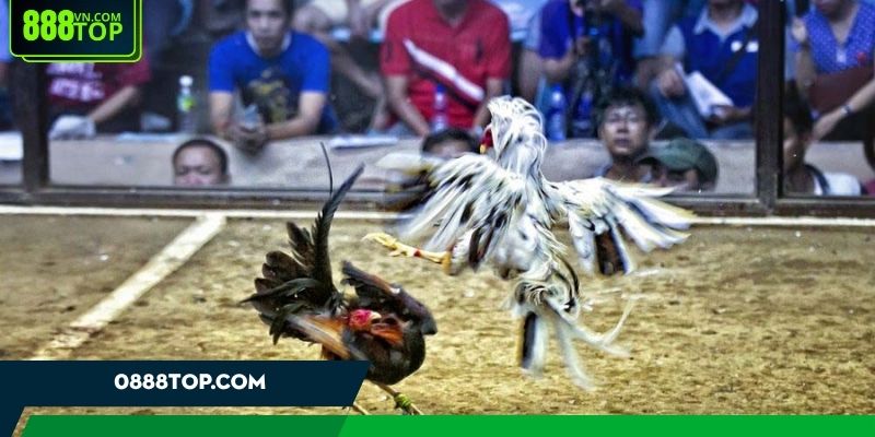 Khám phá chi tiết về luật chơi đá gà tại trường Thomo Khám phá chi tiết về luật chơi đá gà tại trường Thomo