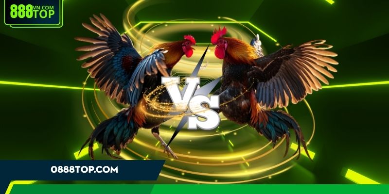 Thông tin về đá gà 888Top