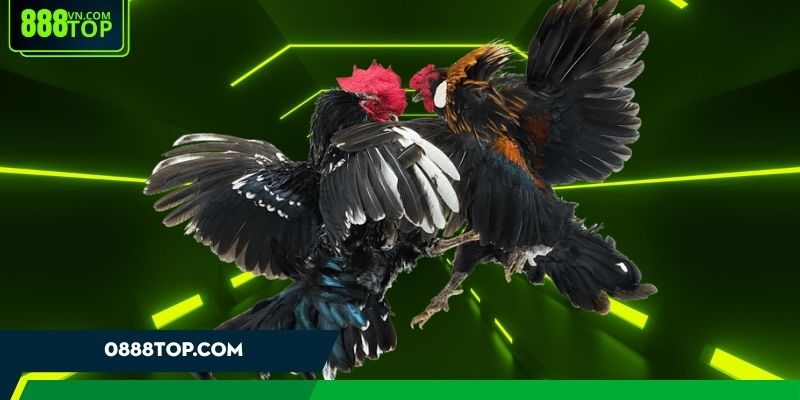 Thuật ngữ đá gà giúp hội viên dễ dàng tiếp cận