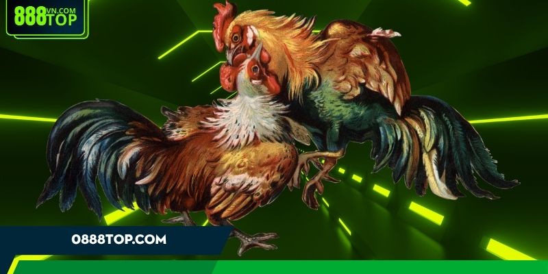 Trường gà Thomo tọa lạc tại khu vực giáp ranh Campuchia và Việt Nam Trường gà Thomo tọa lạc tại khu vực giáp ranh Campuchia và Việt Nam